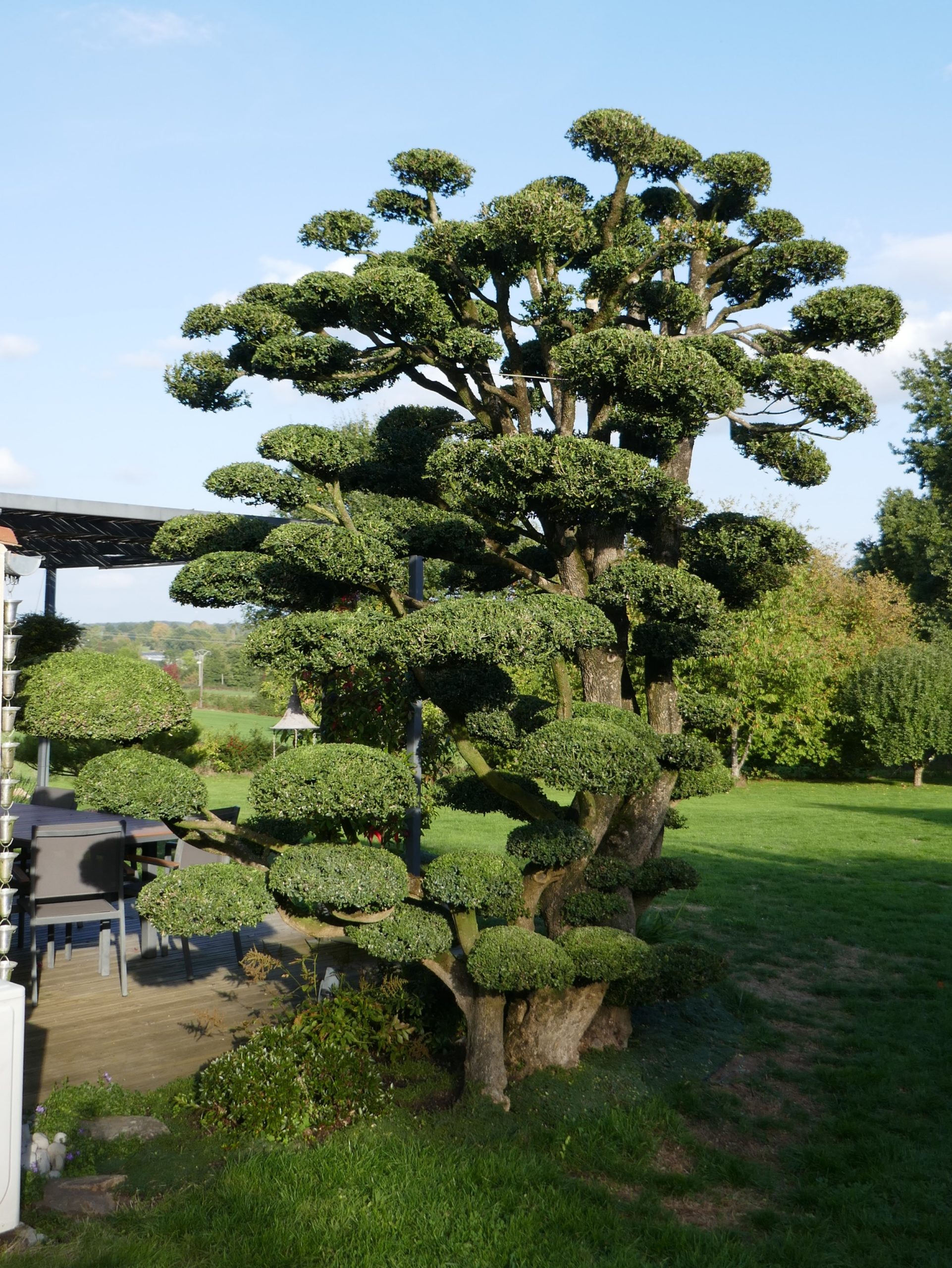 Formation d'un vieux buis en arbre à nuage (Le Pin 79)