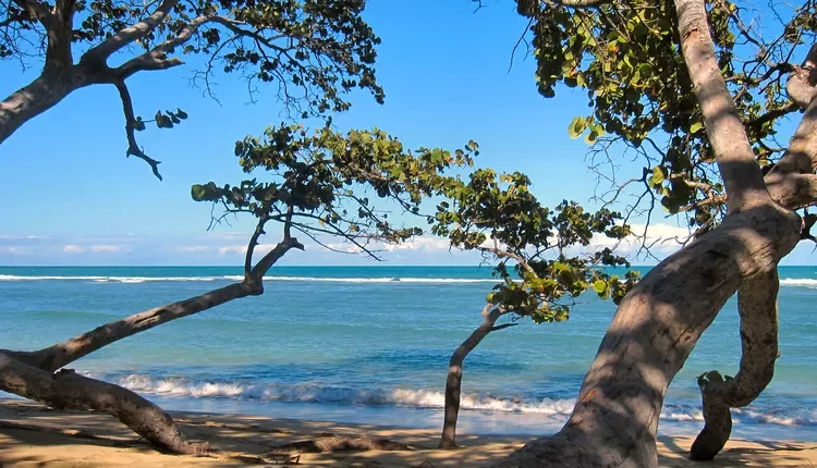 forme d’arbre inspirante pour niwaki jardin japonais