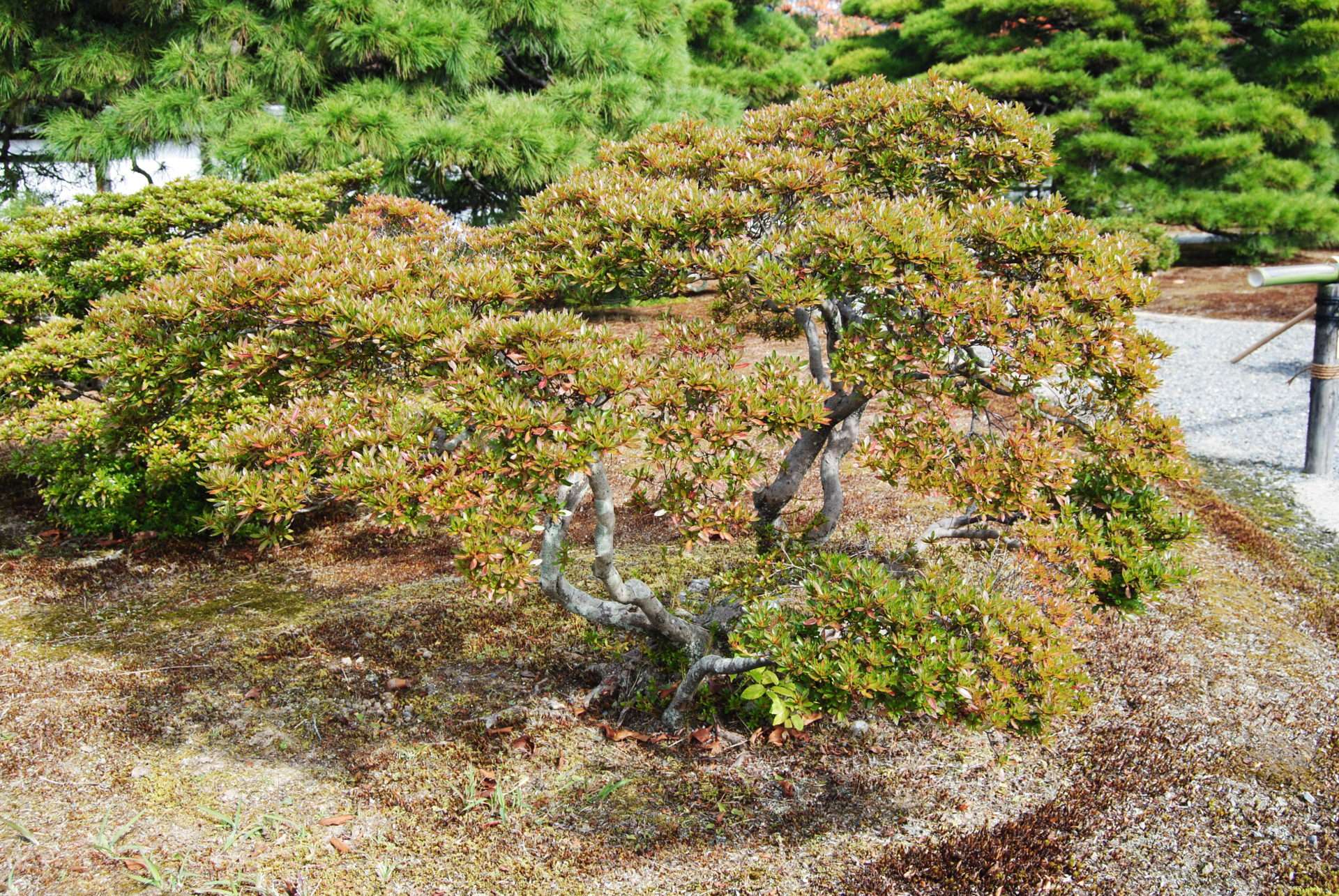 Azalée japonaise au palais Impérial de Kyoto