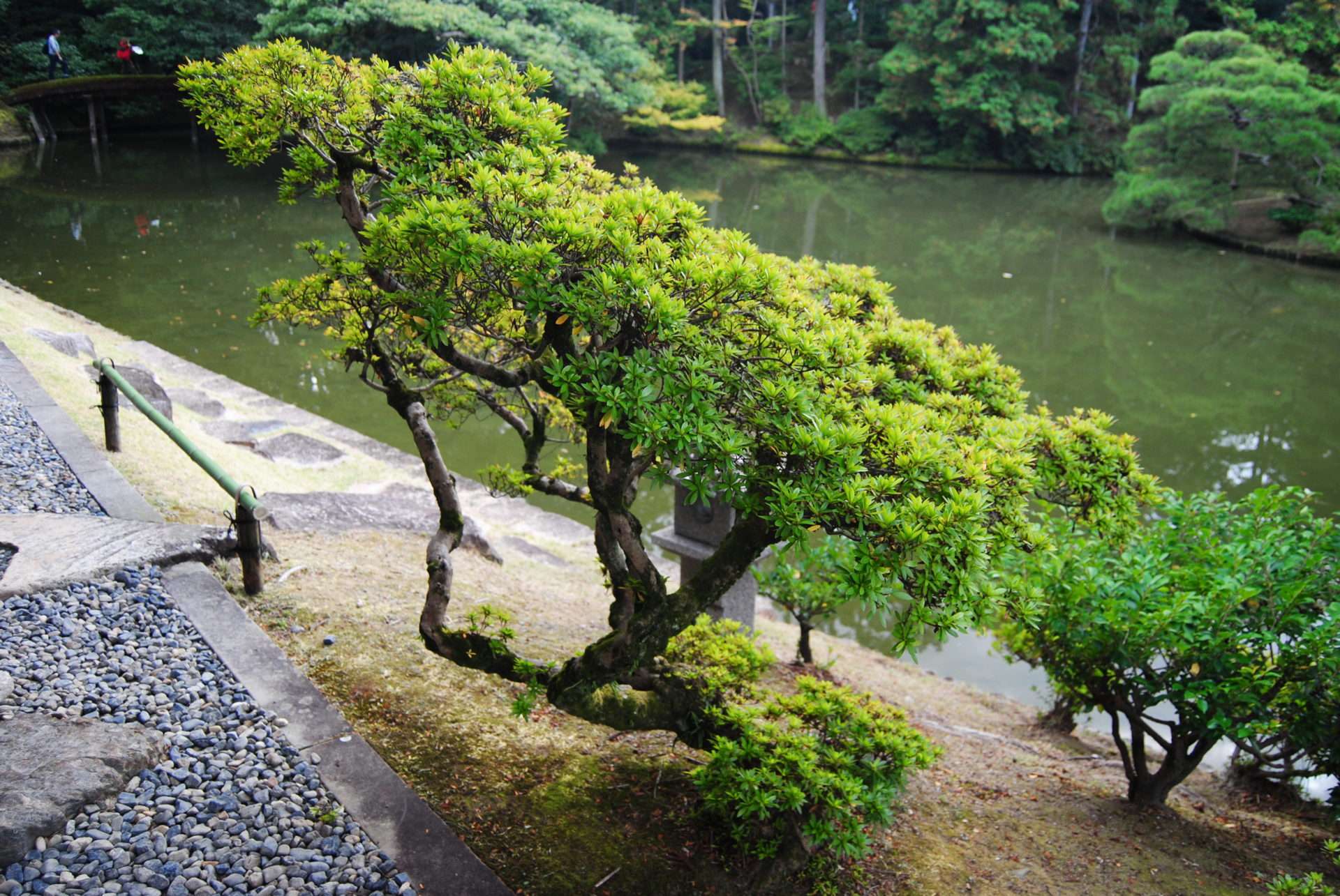 Azalée taillé en sukashi sentei à la Villa Katsura