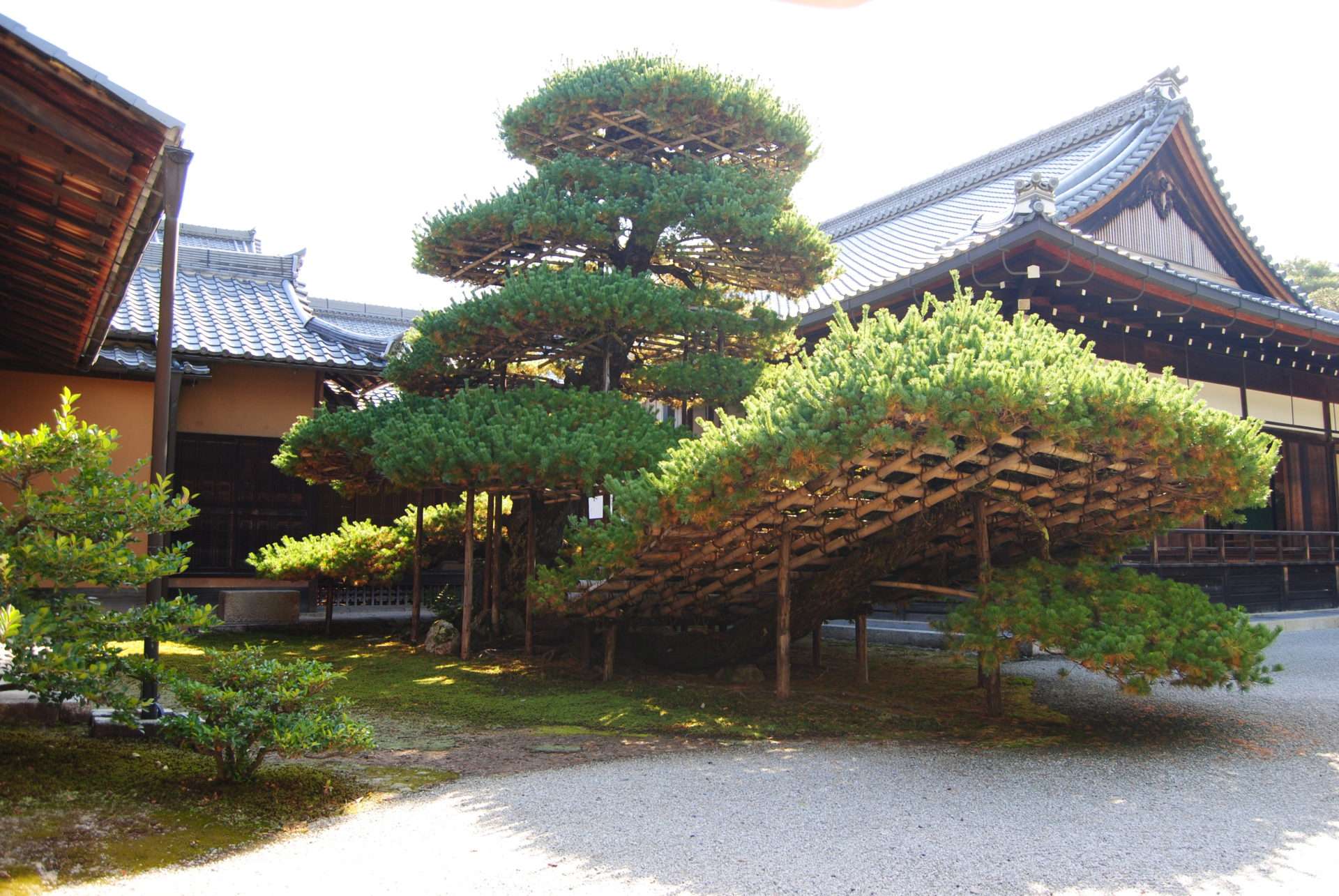 Pin niwaki dansukuzi au kin-kaku-jin