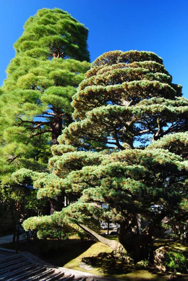 Niwaki Danzukuri à Ginkaku ji
