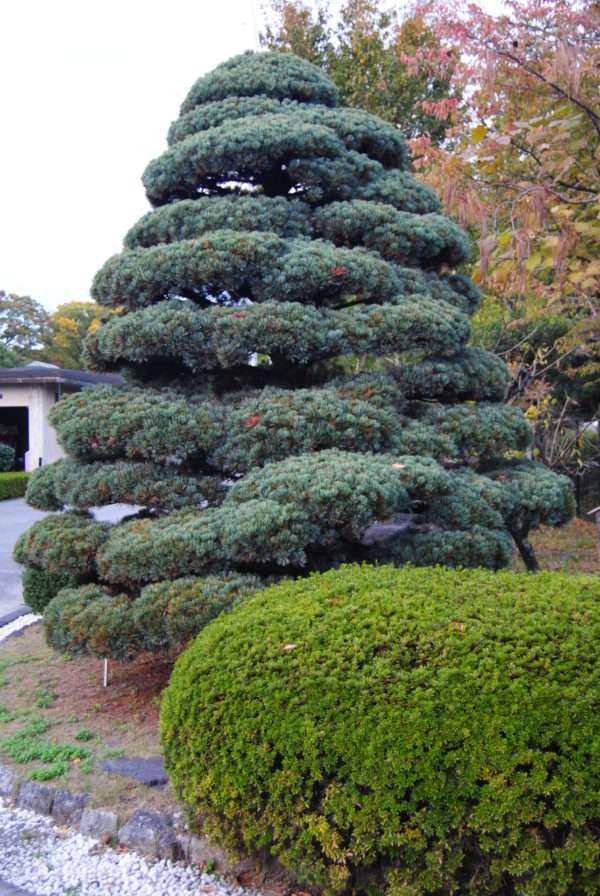 danzukuri niwaki Pin blanc au Parc du Palais Impérial