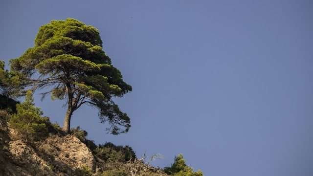 conifere montagne arbre forme naturelle vents elements